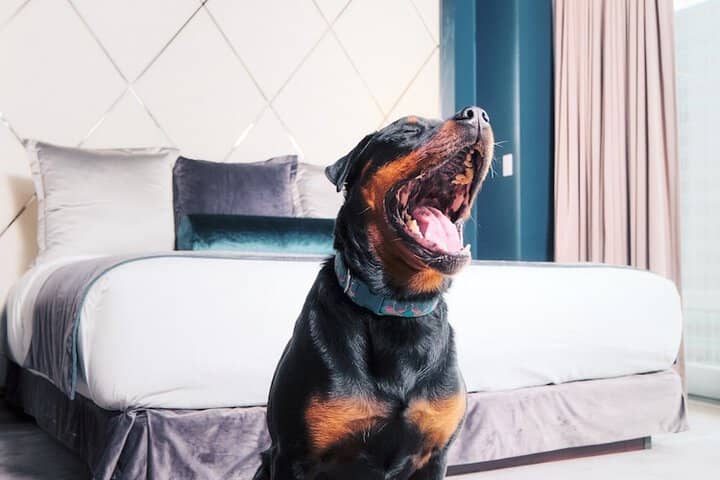 Pet Friendly 80 of 143