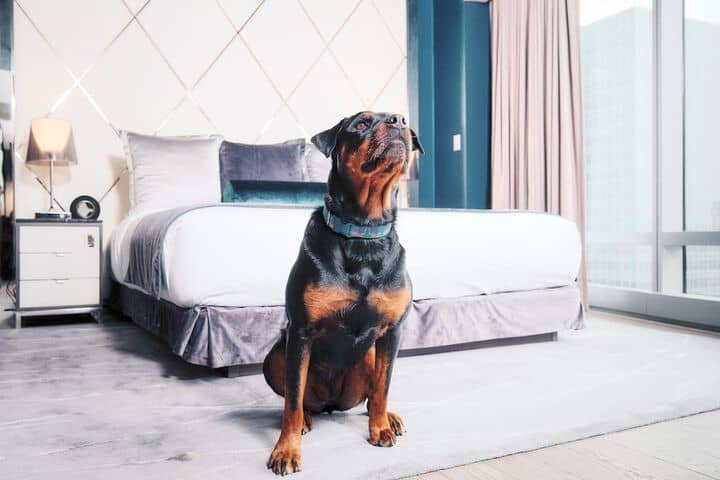 Pet Friendly 79 of 143