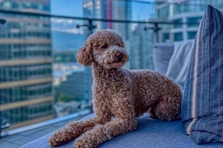 Pet Friendly 82 of 143